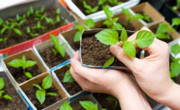 Real Brazilian Conversations #43 – Plantas