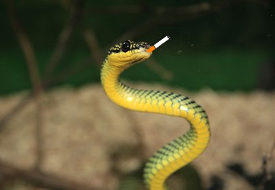 Weekly Expressions #58 – A Cobra vai fumar